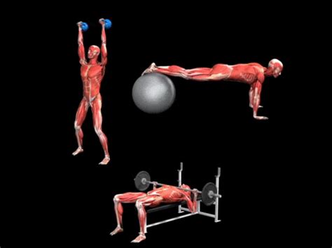 iMuscle 2 – 3D4Medical