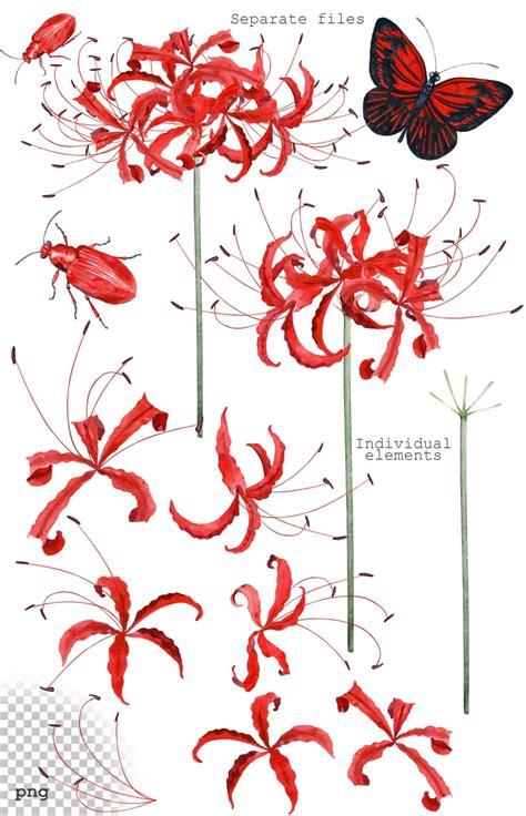 Watercolor Red Spider Lily Clipart, Floral Clipart, Handpainted ...