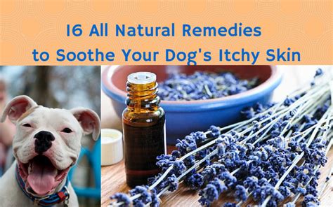 16 all-natural remedies to soothe your dog's itchy skin – The Dog Bakery