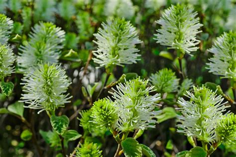 All About Growing Mount Airy Dwarf Fothergilla Shrubs