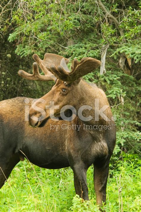 Male Moose Stock Photo | Royalty-Free | FreeImages