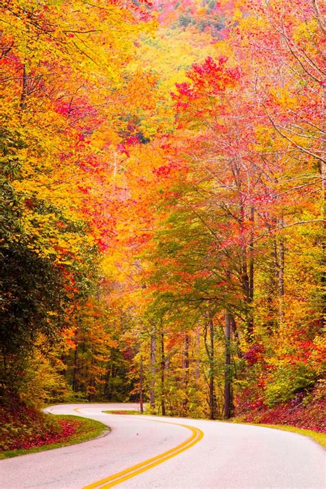 Picture Perfect! - Fall Foliage @ Great Smoky Mountains National ...