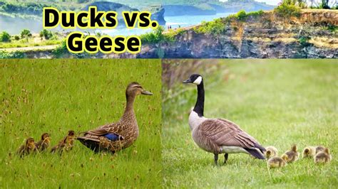 Ducks Vs Geese: 10 Differences Between A Duck And A Goose, 53% OFF