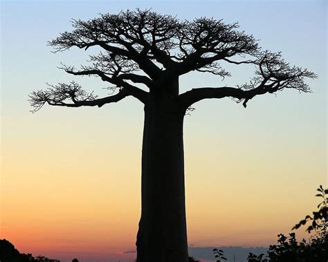 Baobab at sunset Baobab Tree, Racial, Soundcloud, South Africa ...