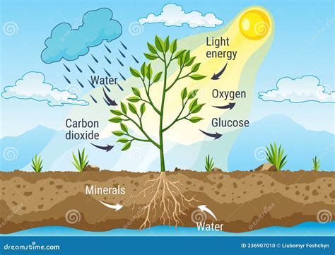 Photosynthesis As A Process Of Tree Produce Oxygen Using Rain And Sun ...