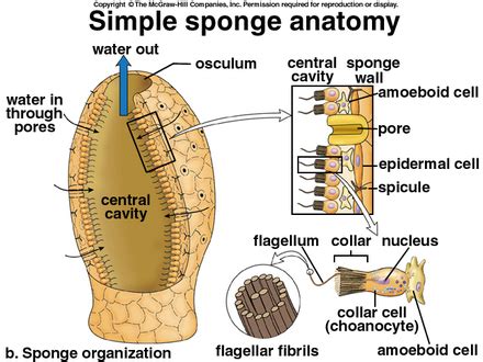 Glass Sponges - Phylum Facts