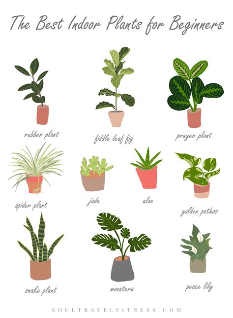 The Best Indoor Plants for Beginners — SoulTravelFitness