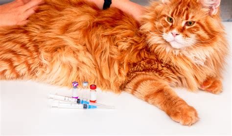 Vaccine-associated Sarcoma (VAS) in Cats | PetCoach