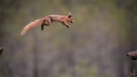 squirrel, Jumping, Animals Wallpapers HD / Desktop and Mobile Backgrounds