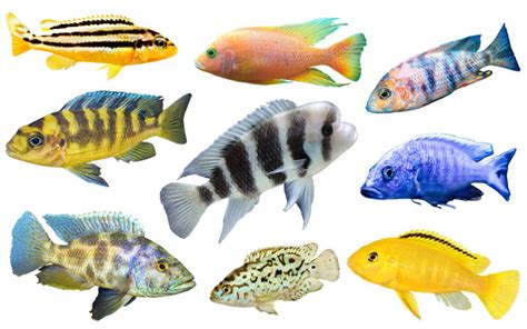 African Cichlids