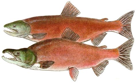 Kokanee Salmon | Government of Yukon