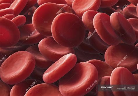 Erythrocytes or red blood cells — medicine, hematology - Stock Photo ...