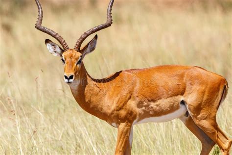 Impala antelope in Africa stock photo. Image of antelope - 7043484