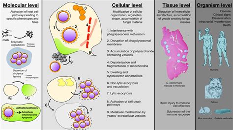 Cryptococcus Neoformans Meningitis