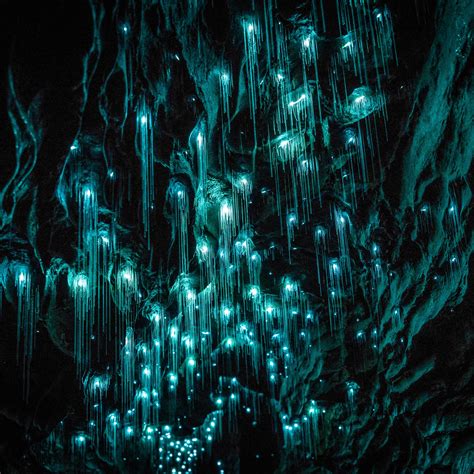 Exploring New Zealand’s Incredible Waitomo Glowworm Caves | Glowworm ...