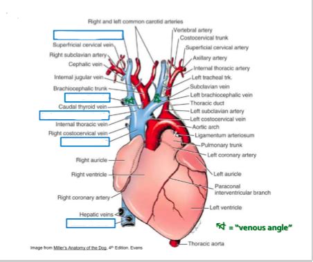 Subclavian Vein Heart