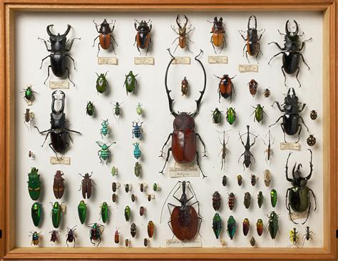 Wallace Collection Beetle Specimens Photograph by Natural History ...