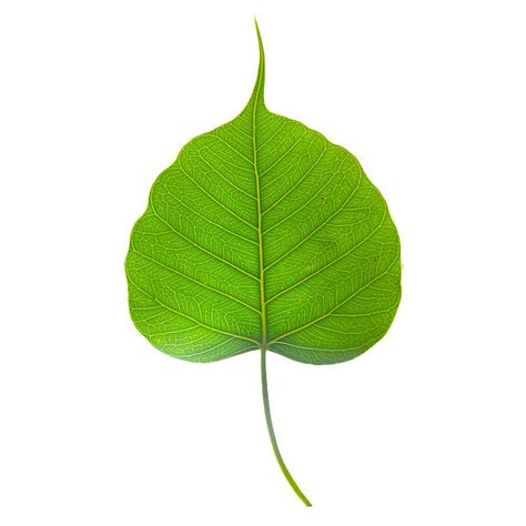 Bodhi Leaf Pictures, Images and Stock Photos - iStock