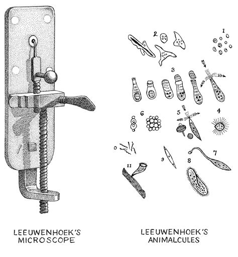 duplicaciones, macro y microscopías: Anton van Leeuwenhoek, Johannes ...