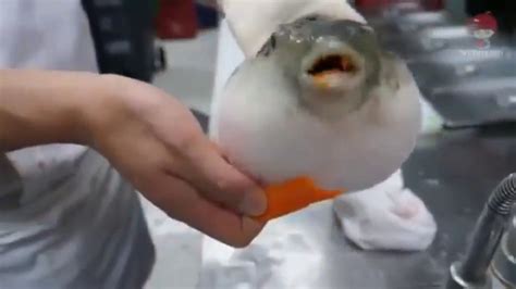 Pufferfish eating a carrot - YouTube | Eating carrots, Puffer fish ...