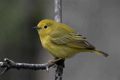 Yellow Warbler (female-spring) – Jeremy Meyer Photography