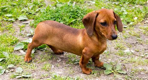 Teacup Dachshund – Everything You Need to Know About This Tiny Pup