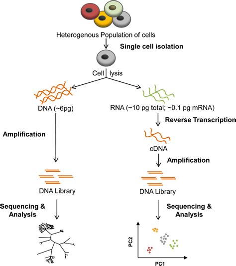 Single Cell RNA Seq Protocol