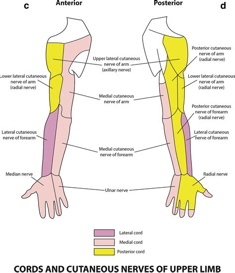 The Prevention And Recognition Of Ulnar Nerve And Brachial, 58% OFF