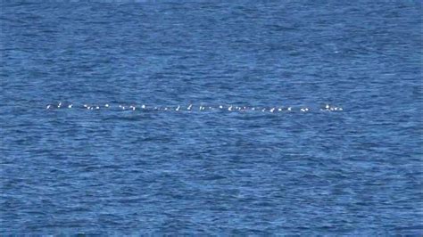 Oystercatcher migration Skogsøy - YouTube