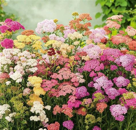 Yarrow Flower Mixed Colors 500 seeds non GMO | Etsy