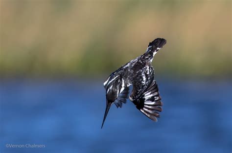 Vernon Chalmers Photography: Birds in Flight Photography Training Cape Town