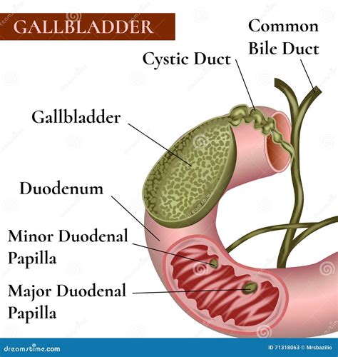 Gallbladder. Bile Duct. Stock Vector - Image: 71318063