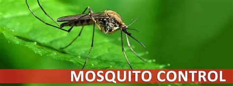 Natural Mosquito Spray For Your Yard Reviews - Natural Pest Solutions ...