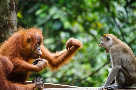 Orangutan and Cheeky Monkey in Boxing Match Over a Banana - INFORMATION ...