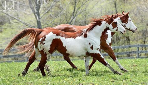 Pin on PAINTS AND PINTOS..Horses with colors