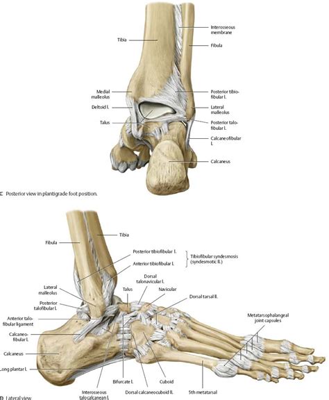 7+ Medical Diagram Of Foot - AdellitaEddie