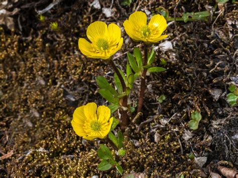 Ranunculus Bulbs: Growing Ranunculus Flowers In The Garden