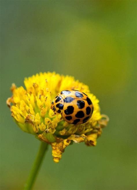 Dollzis: Black And Yellow Ladybug