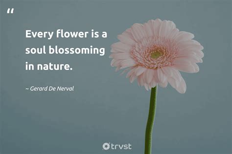 Beautiful Flowers Quotes In Marathi | Best Flower Site