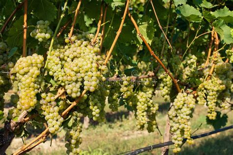 Harvesting of grapes stock image. Image of vines, growing - 21971891