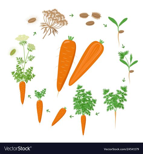 Carrot plant growth stages infographic elements Vector Image