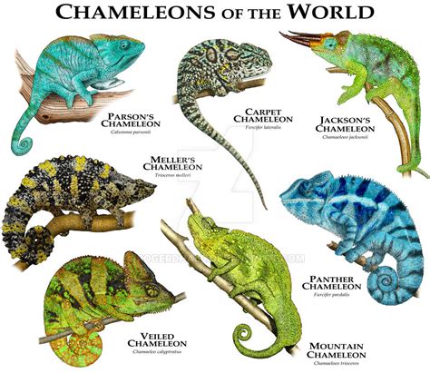 Chameleons of the World by rogerdhall on DeviantArt