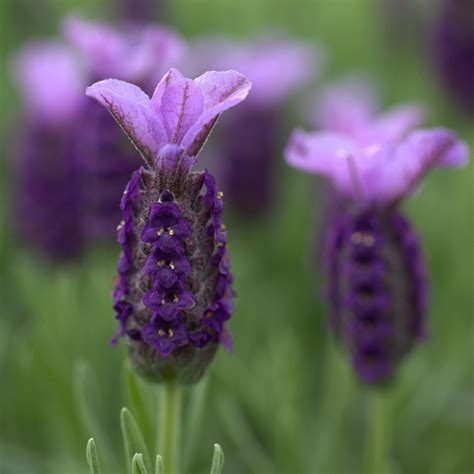 List of Different Types of Lavender Plant with Pictures