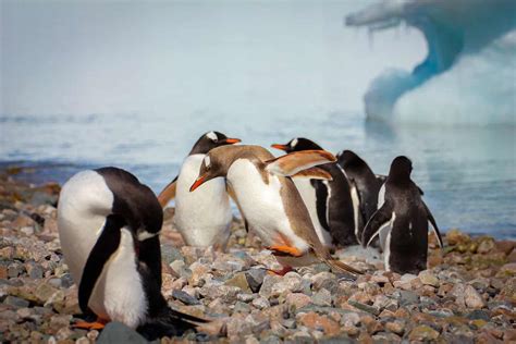 30 Antarctic Animals You Can See on an Antarctica Cruise