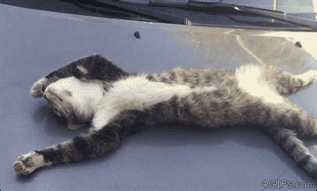 Best sleeping GIFs - Primo GIF - Latest Animated GIFs