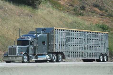 PETERBILT CATTLE HAULER BIG RIG TRUCK (18 WHEELER) - a photo on Flickriver