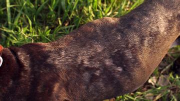 Ringworm In Dogs: Symptoms, Causes & Treatment | Dutch