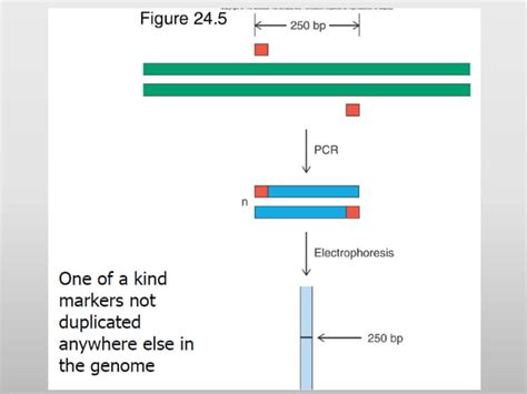 Gene mapping | PPT