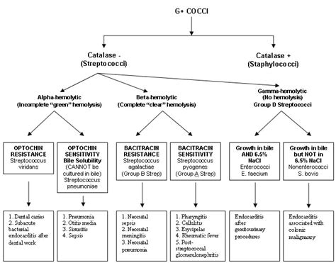 MBBS Medicine (Humanity First): Gram positive Cocci Classification