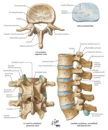 Lumbar Spine Anatomy